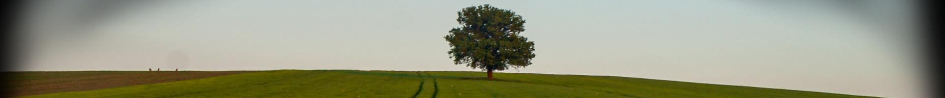 Catholic Climate Covenant - verdant view of tree